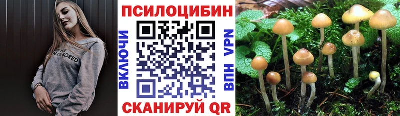 купить   Кохма  Псилоцибиновые грибы Cubensis 